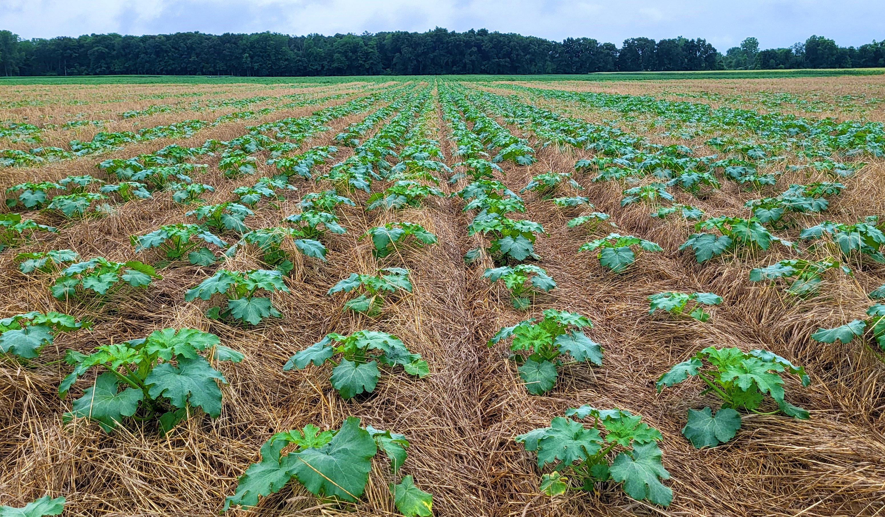 Pumpkins planted into terminated rye cover crops.